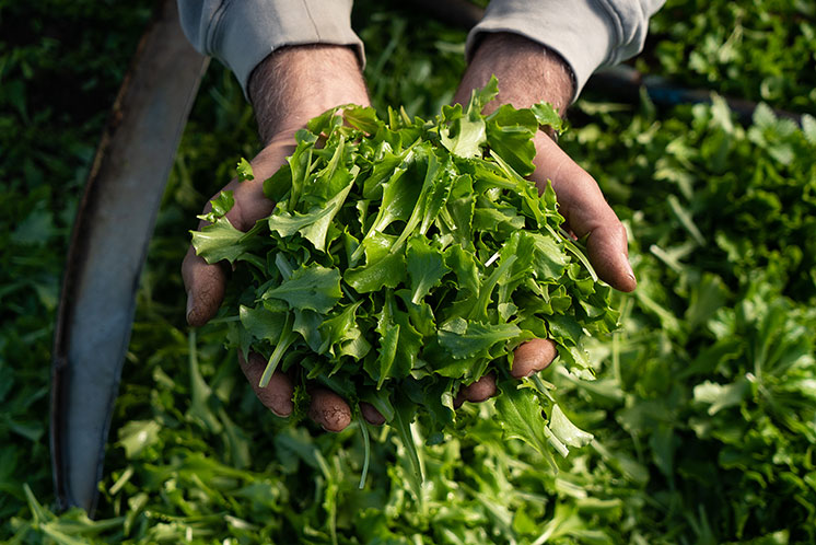 i prodotti Filogea i prodotti Filogea