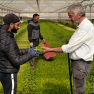 immagine di raccolta